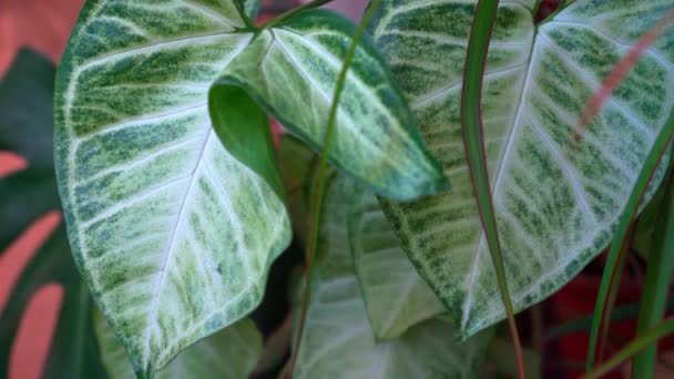 Large Green Leaves Ornamental Plant Close — Stock Video