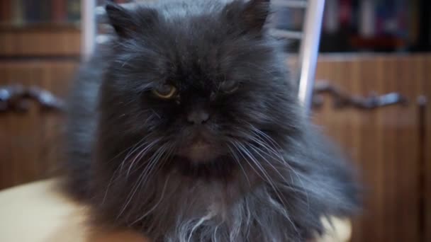 Close Cute Fluffy Kitten Beautiful Persian Grey Cat Exotic Cat — Stock Video