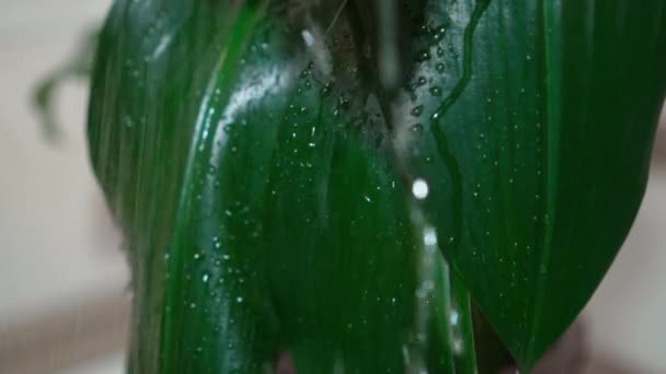 Regen Druppels Vallen Zwaar Grote Groene — Stockvideo