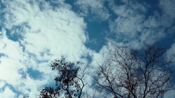 Les Branches Grands Arbres Sans Feuillage Balancent Dans Vent Par — Video