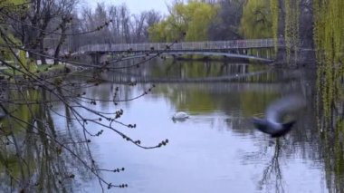 Beyaz bir kuğu gölette sessiz bir su yüzeyinde yüzer..