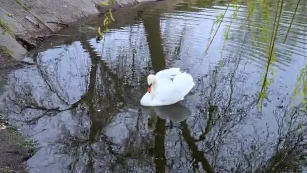 Білий Лебідь Плаває Тихій Поверхні Води Ставку — стокове відео