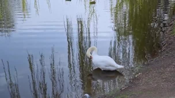 Cygne Blanc Sur Lac Nettoie Son Plumage — Video