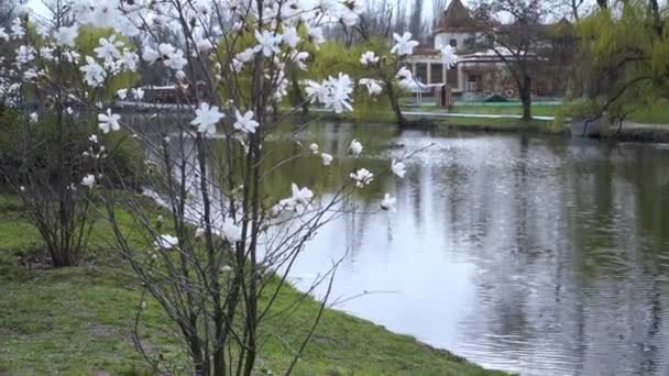 Blommande Magnolia Bakgrunden Parken — Stockvideo