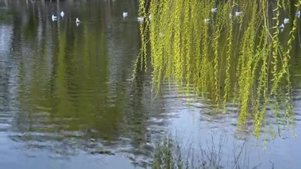 Superficie Tranquila Del Agua Estanque Con Las Gaviotas Flotantes — Vídeos de Stock