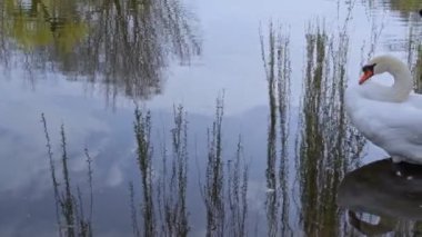 Göldeki beyaz kuğu tüylerini temizliyor.