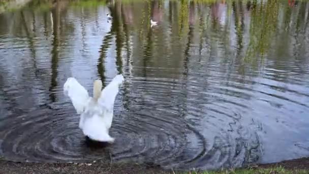 Gyönyörű Nagy Fehér Hattyú Kitárja Szárnyait Folyóparton — Stock videók