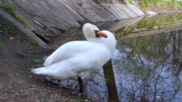 Cisne Branco Lago Limpa Sua Plumagem — Vídeo de Stock