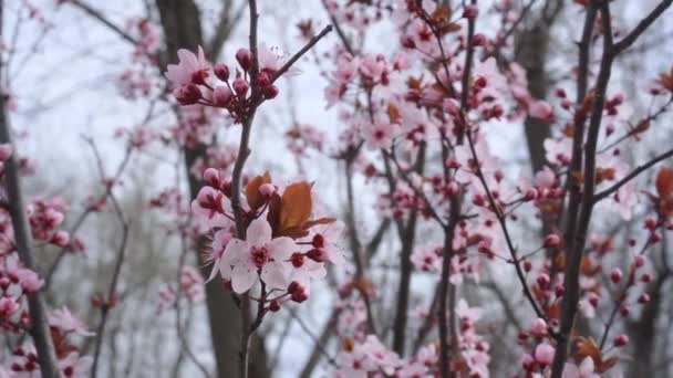 Ramas Árbol Flor Jardín Primavera — Vídeo de stock