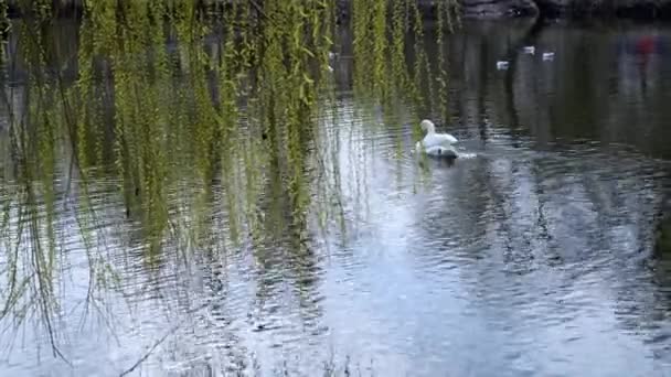 Cisne Branco Nada Uma Superfície Água Tranquila Uma Lagoa — Vídeo de Stock