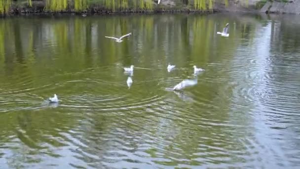 阳光明媚的日子 海鸥在池塘的水面上盘旋 — 图库视频影像