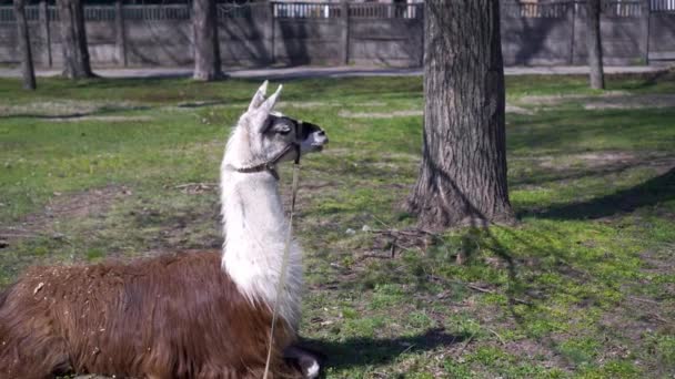 ラマ公園の緑の芝生の上に横たわっている — ストック動画