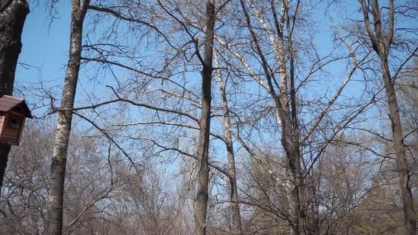 Mavi Gökyüzüne Karşı Ağaçtaki Kuşlar Için Bir — Stok video