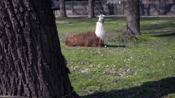 Lama Está Acostado Sobre Hierba Verde Parque — Vídeo de stock