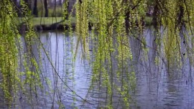 Ağlayan söğüt ağacı parkta nehre doğru eğiliyor. Kalmak için harika bir yer