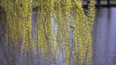 Spring Park 'ta su kuşu. Kalacak yer.