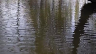 Ağlayan söğüt ağacı parkta nehre doğru eğiliyor. Kalmak için harika bir yer