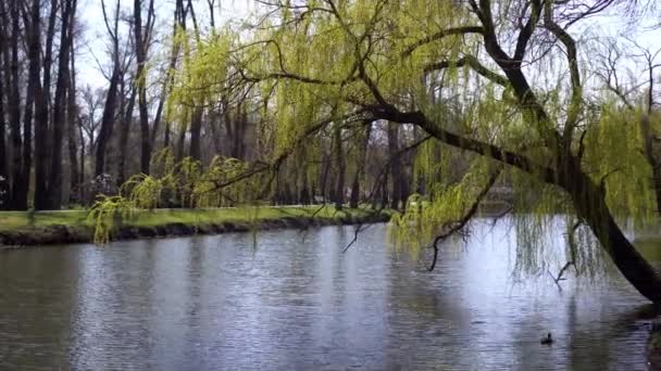 公園内の川を柳が横たわっているのが見える 滞在するのに最適な場所 — ストック動画