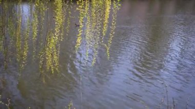 Spring Park 'ta su kuşu. Kalacak yer.