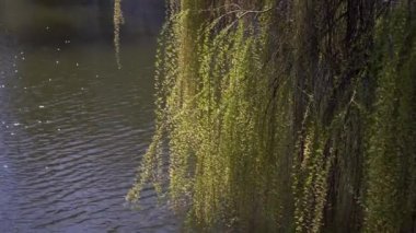Ağlayan söğüt ağacı parkta nehre doğru eğiliyor. Kalmak için harika bir yer