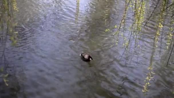 春の公園の水鳥 宿泊の場所 — ストック動画