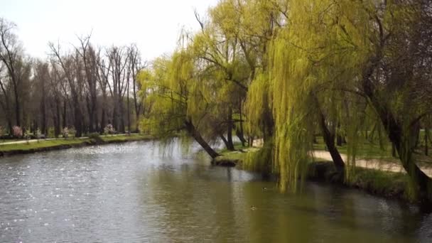 Płacząca Wierzba Pochylona Nad Rzeką Parku Świetne Miejsce Nocleg — Wideo stockowe