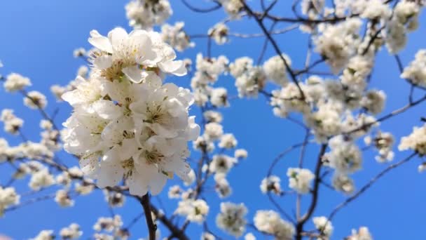 Cerejeira Floresce Primavera Flores Brancas Contra Céu Azul — Vídeo de Stock