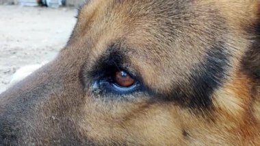 Alman kurdu. Göze yakın çekim..