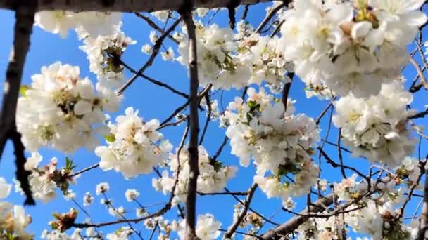 Körsbär Blommar Våren Vita Blommor Mot Den Blå Himlen — Stockvideo