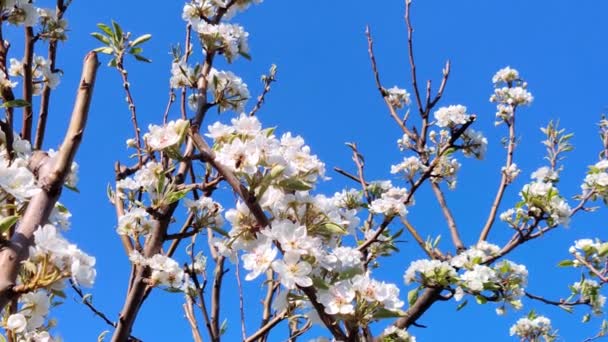 Kersenbloesems Het Voorjaar Witte Bloemen Tegen Blauwe Lucht — Stockvideo