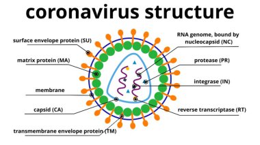 Bir koronavirüsün yapısını ve bileşimini gösteren grafiksel animasyon.