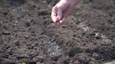 Kadın eli yakın plan tohum eker. Küçük bir odak noktasıyla. Arazi ekimi, tarım. Bir şeye başlama konsepti.