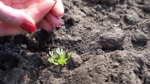 Female Hand Watering Little Green Sprout Arid Land — Stock Video