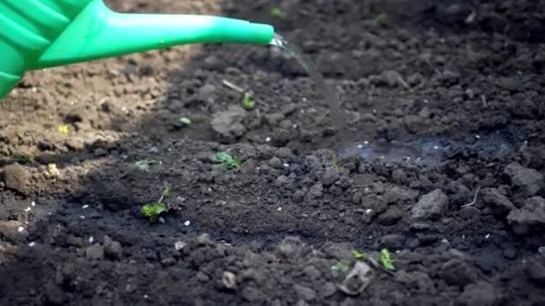 Полив Сухой Почвы Водой Перед Посевом Семян — стоковое видео