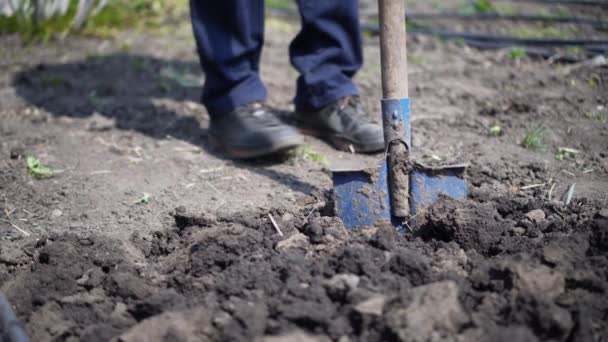 Detail Shot Shovel Digging Soil — Stock Video