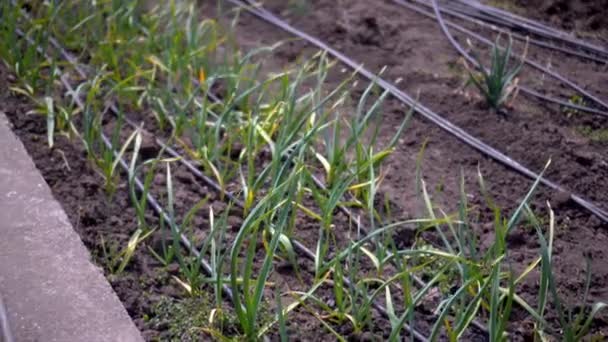 裏庭で成長している緑のタマネギ 新鮮な野菜を育てる 庭のプラスチック温室 — ストック動画
