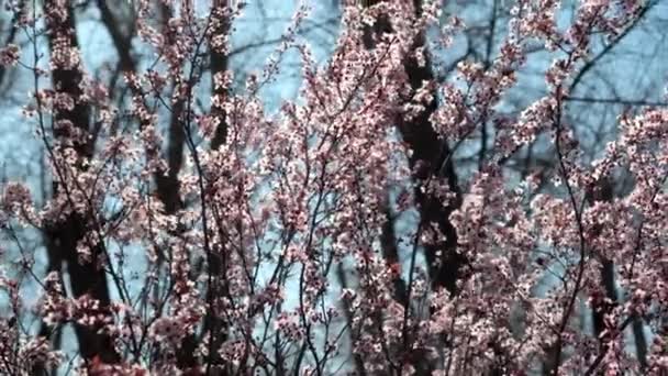 Floraison Printemps Cerises Dans Jardin Avec Des Fleurs Roses — Video