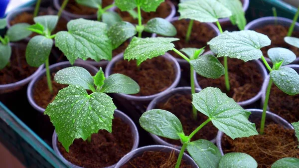 Gotas Água Folhas Verdes Plantas Jovens Closeup Imagem De Stock