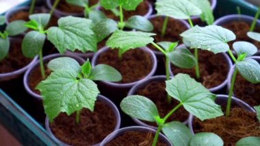 Su, genç bitkilerin yeşil yapraklarına damlıyor..