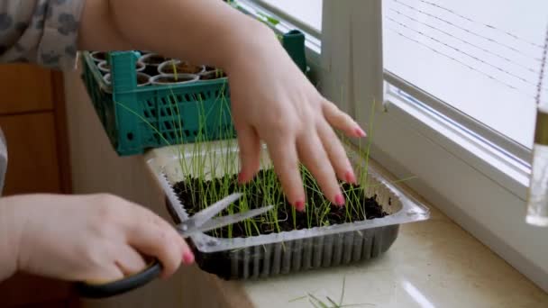 女性ははさみで切り 家の窓辺に緑の芽 — ストック動画