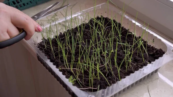 Bir kadın makasla keser, evdeki pencere eşiğinde yeşil lahanalar.