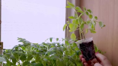 Yeşil bitkilerin büyümesini kadın kontrol ediyor..