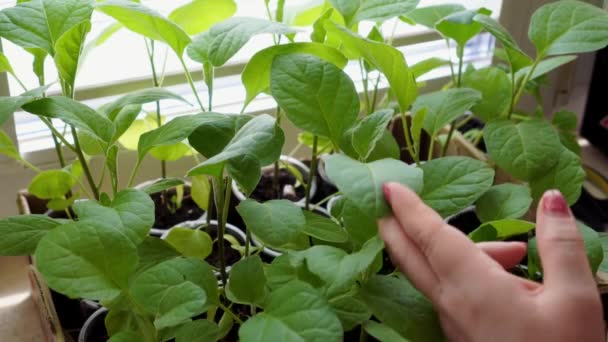 Woman Carefully Examines Leaves Pepper Growing Windowsill Home Crop Production — Stock Video