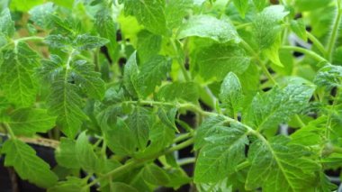 Sulama sonrası yeşil domates filizleri görünür su damlacıkları.