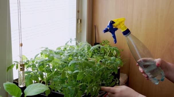 Zorgen Voor Planten Kleine Zaailingen Water Geven Kleine Komkommers — Stockvideo