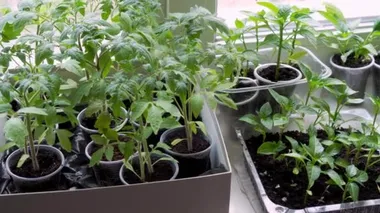 Evde yetişen ve gelecekteki ekinlerin yetişmesini sağlayan tohumları sulayan kadın. Pencere eşiğinde büyüyor.