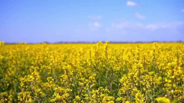 Vento Treme Flores Colza Amarelas Contra Céu Azul Com Nuvens — Vídeo de Stock