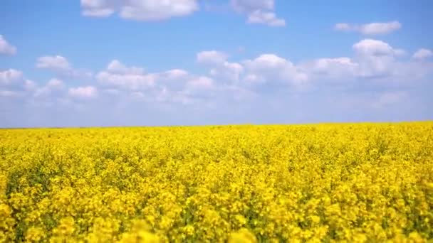 Flores Amarillas Colza Cielo Con Nubes Sobre Ellas — Vídeo de stock