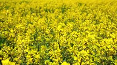 Sarı kolza tohumu çiçekleri ve üzerinde bulutlar olan gökyüzü..