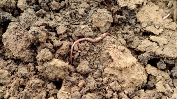 茶色に這うミミズが地面を掘った 地球のワームを持つ庭の土壌の閉鎖 — ストック動画